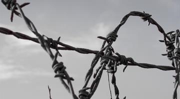‘Landmines have become the greatest protectors’: how wildlife is thriving in the Korean DMZ