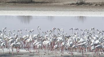 How Abu Dhabi's protected reserves are a global model for conservation How Abu Dhabi's protected reserves are a global model for conservation