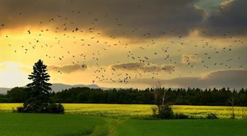 Biodiversity declining even faster in ‘protected’ areas, scientists warn Cop16