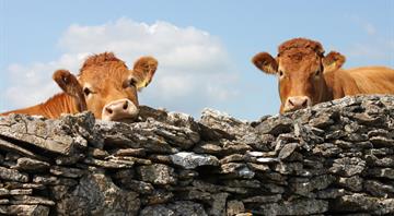 British cows could be given ‘methane blockers’ to cut climate emissions