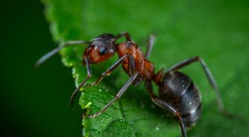 Ants can be better than pesticides for growing healthy crops, study finds