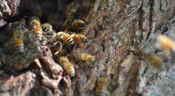 Number of wild bee species at risk of extinction in Europe doubles in 10 years