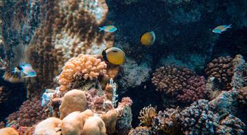 UNESCO calls to add Great Barrier Reef to danger list