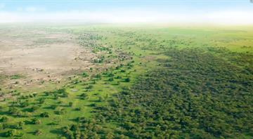 Exclusive: Africa's Great Green Wall to miss 2030 goal says UN desertification president