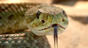 Venomous snakes likely to migrate en masse amid global heating, says study