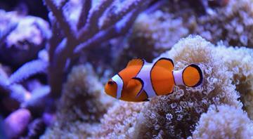 'Shrinking Nemo': Smaller clownfish sound alarm on ocean heat 'Shrinking Nemo': Smaller clownfish sound alarm on ocean heat