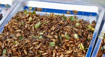 Global insect protein market spreads its wings by 2027