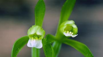 Threatened orchid species last seen in 1902 found