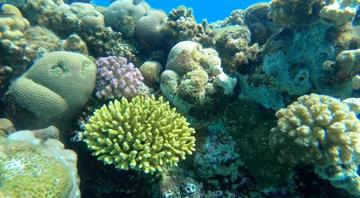 Oil pollution: Investigation reveals Egypt’s 'super coral' at risk