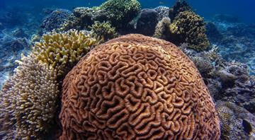 Australian scientists develop model to spot soft corals most at risk of bleaching