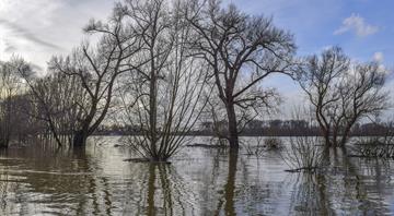 World Bank climate finance reaches record $42.6 bln in fiscal 2024