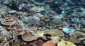 Record coral cover on parts of Great Barrier Reef, but global heating could jeopardise recovery