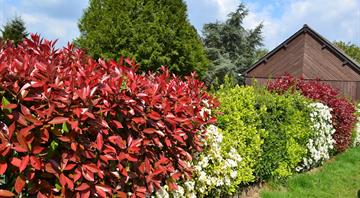 Hedges capture more carbon than grassland - study Hedges capture more carbon than grassland - study