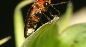 Firefly species may blink out as US seeks to list it as endangered for first time