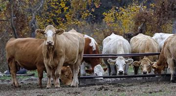 US lawmakers seek to pay livestock farmers to use climate-friendlier practices