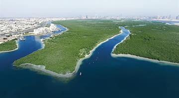 UAE to plant 100 million mangrove trees by 2030 UAE to plant 100 million mangrove trees by 2030