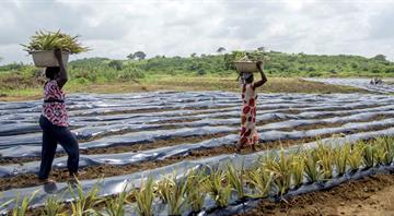 Plastics in soil threaten food security, health, and environment: FAO