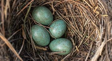 Birds are laying eggs earlier as climate change shifts springs