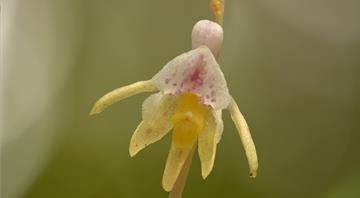 ‘Holy grail’ ghost orchid rediscovered in UK for the first time since 2009