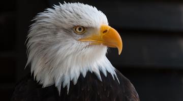 American bald eagles are having a moment, ecologically and culturally