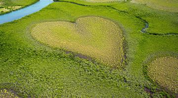 The heart-shaped mangrove formation fading due to rising seas The heart-shaped mangrove formation fading due to rising seas
