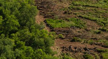 Argentina judge halts deforestation of Chaco forest in rare move