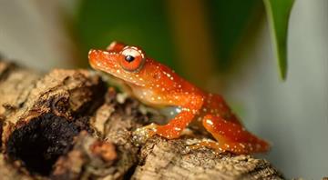 Cinnamon frog species in ‘perilous state’ successfully bred in UK