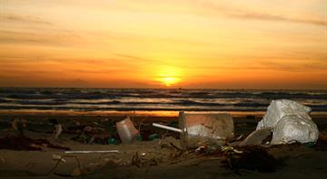 Bugs across globe are evolving to eat plastic, study finds