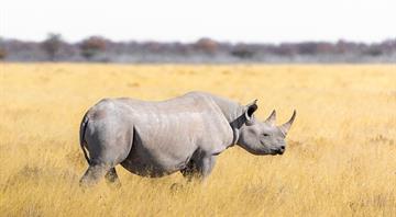 30 South African white rhino relocated to Rwanda