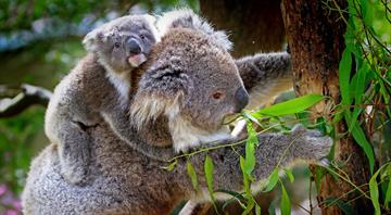 Loss of koala habitat shows ‘total failure’ of nature laws, conservationists say