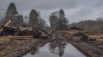 Which countries are still cutting down trees?