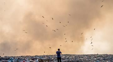 Urban birds are teeming with antibiotic-resistant bacteria, study finds