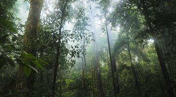 Home countries of major rainforests agree to work together to save them