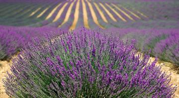Changing climate affecting lavender crops Changing climate affecting lavender crops
