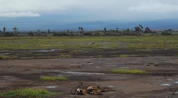 Drought is killing Kenya's endangered wildlife Drought is killing Kenya's endangered wildlife