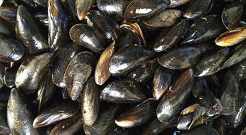 Endangered mussels reproduce for the first time in decades