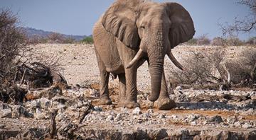 Researchers document huge drop in African elephants in a half century