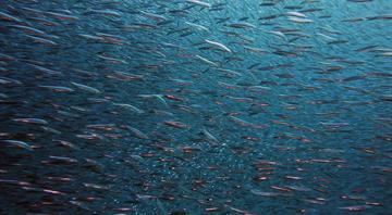 Fish move to colder waters as a result of global warming