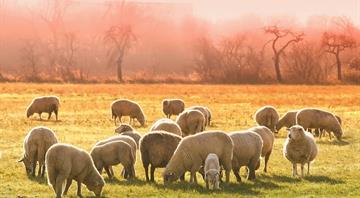 Investor group warns livestock industry needs to do more on methane  