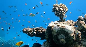 Abu Dhabi tops sustainable fishing index with 97.4% score Abu Dhabi tops sustainable fishing index with 97.4% score