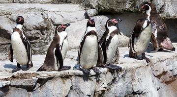Chile's Humboldt penguins could face extinction as population plummets