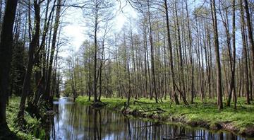 Poland-Belarus: When human borders harm nature