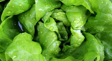 In Chile's Atacama, world's driest desert, growing lettuces with fog