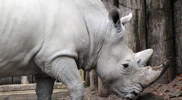 Rhino poaching decreases as South Africa tackles threat