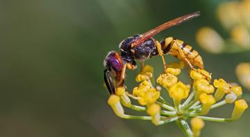 UK failing to monitor apparently falling wasp populations, expert warns