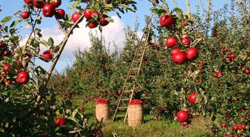Orchards vanishing from the landscape, says National Trust
