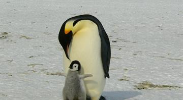 Emperor penguins show dramatic decline in one region of Antarctica, satellite photos show Emperor penguins show dramatic decline in one region of Antarctica, satellite photos show