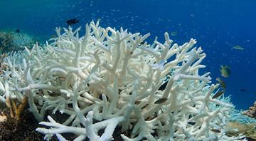 Great Barrier Reef hit by bleaching as UNESCO weighs 