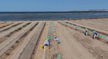 How Tunisian seaweed is changing the future of food production