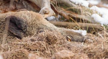 New animal study suggests potential long-term impact of global warming on sleep